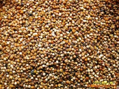 【圖】供應 優(yōu)質(zhì) 東北 釀酒 紅粱_容商天下